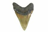 Fossil Megalodon Tooth - North Carolina #356701-2